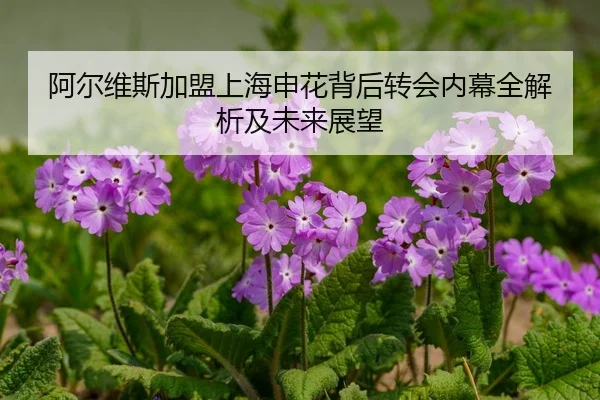 阿尔维斯加盟上海申花背后转会内幕全解析及未来展望